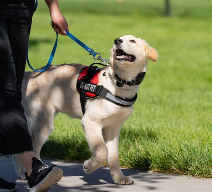 Do you need a degree to be a service dog trainer?