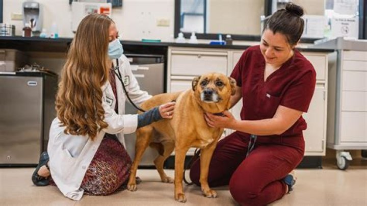 How many vet nurses are there in NZ?