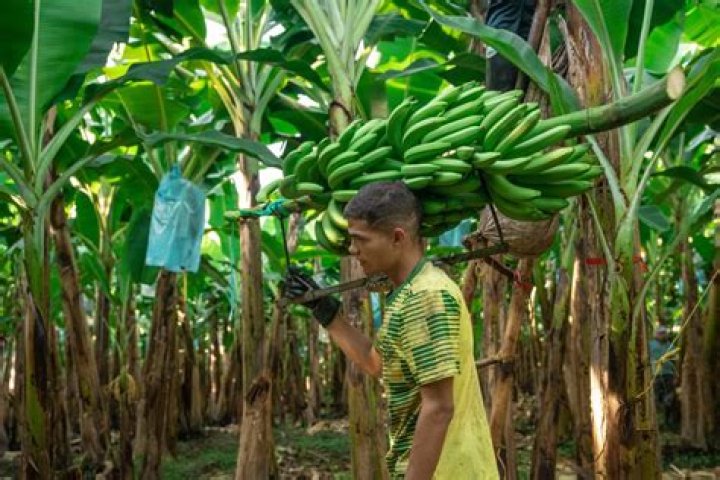 How much do Fairtrade farmers get paid per banana?