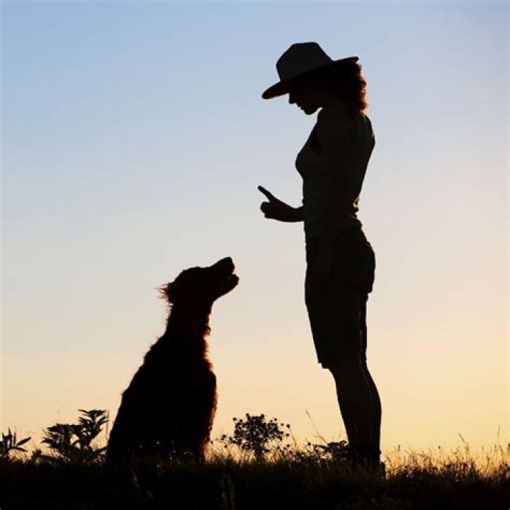 How much should I charge for dog training?